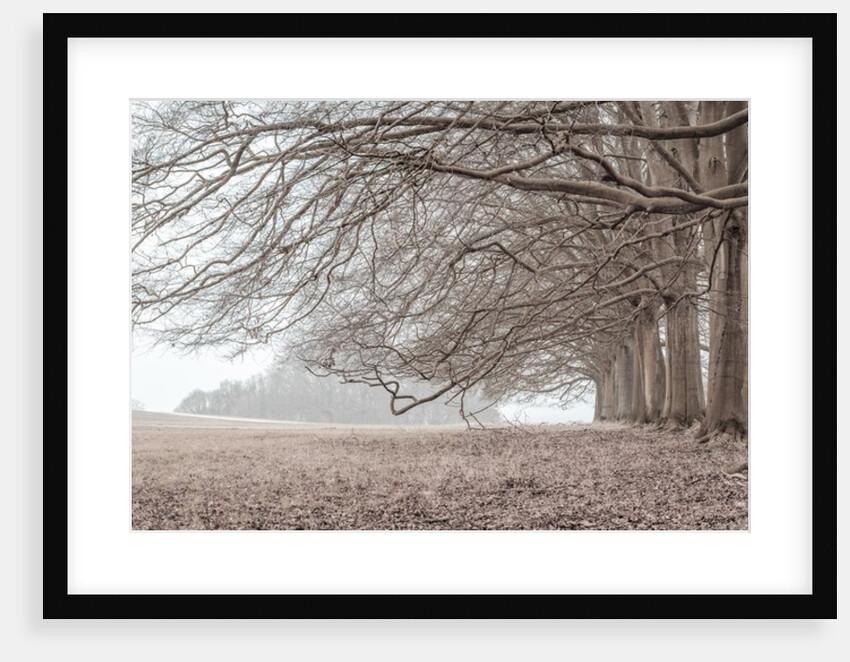 Trees in a row by Assaf Frank
